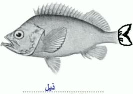 صورة 2